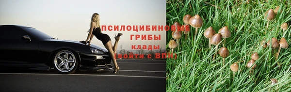 ГАЛЛЮЦИНОГЕННЫЕ ГРИБЫ Инта